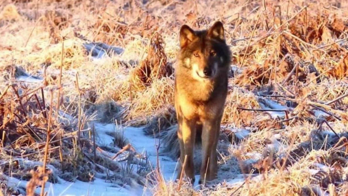 De Belles Images D Un Loup Dans Le Sud De La Belgique De Belles Images D Un Loup Dans Le Sud De La Belgique
