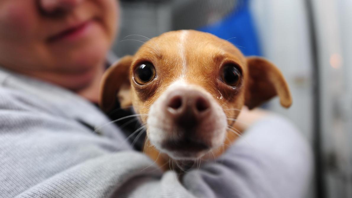 Le Top 10 Des Noms De Chiens Et Chats Les Plus Donnes En 18 Dans L Aisne La Marne Et Les Ardennes Le Top 10 Des Noms De Chiens Et Chats Les Plus Donnes En 18 Dans L Aisne La Marne Et Les Ardennes