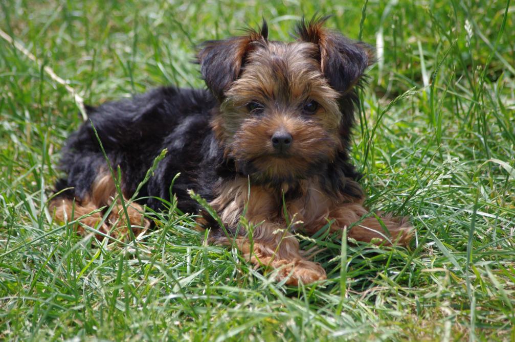 Le Petit Chien Dune Châlonnaise Déchiqueté Par Un Molosse