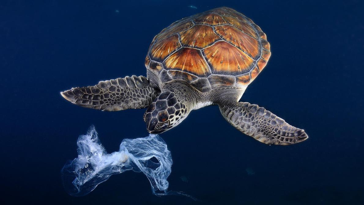 Pollution du plastique d couvert dans des animaux vivant Pollution du plastique d couvert dans des animaux vivant