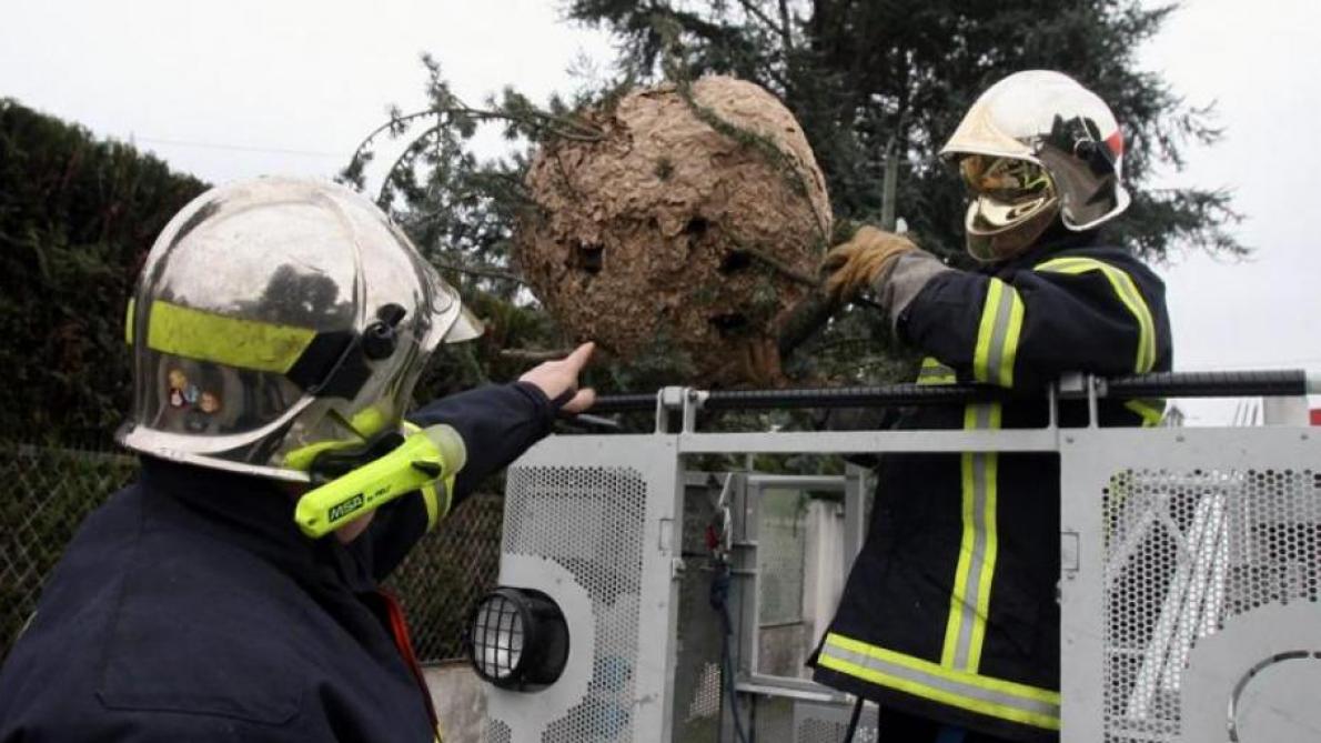 Pourquoi La Destruction Des Nids De Guepes Va T Elle Devenir Payante