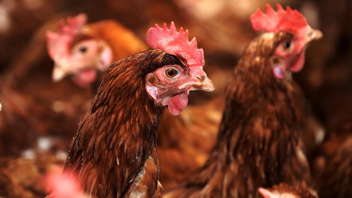 Bretagne Un Renard Tué Par Des Poules Dans Un Poulailler Journal