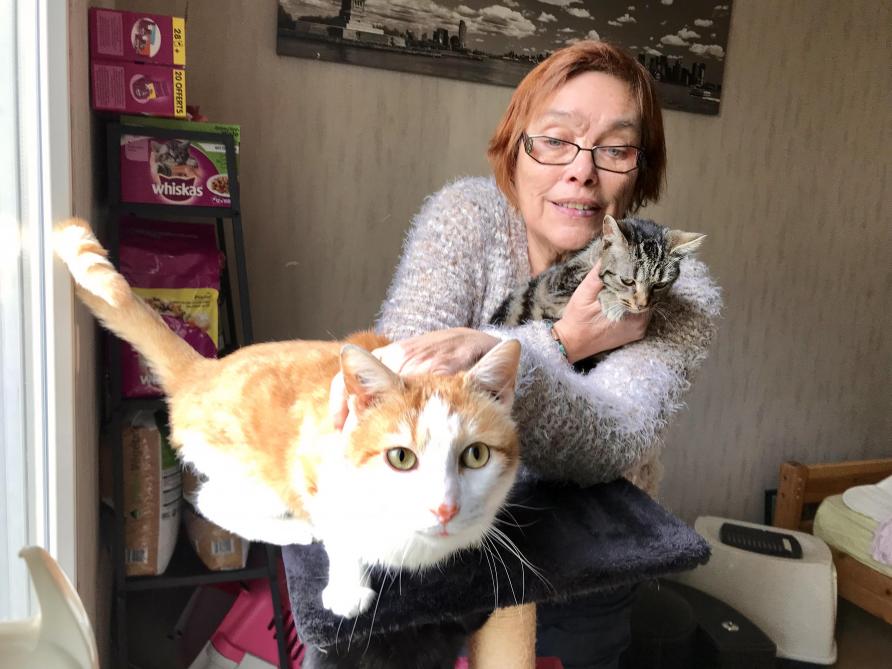 Cherche Familles D Accueil Pour Sauver Les Chats Des Rues A Reims Cherche Familles D Accueil Pour Sauver Les Chats Des Rues A Reims