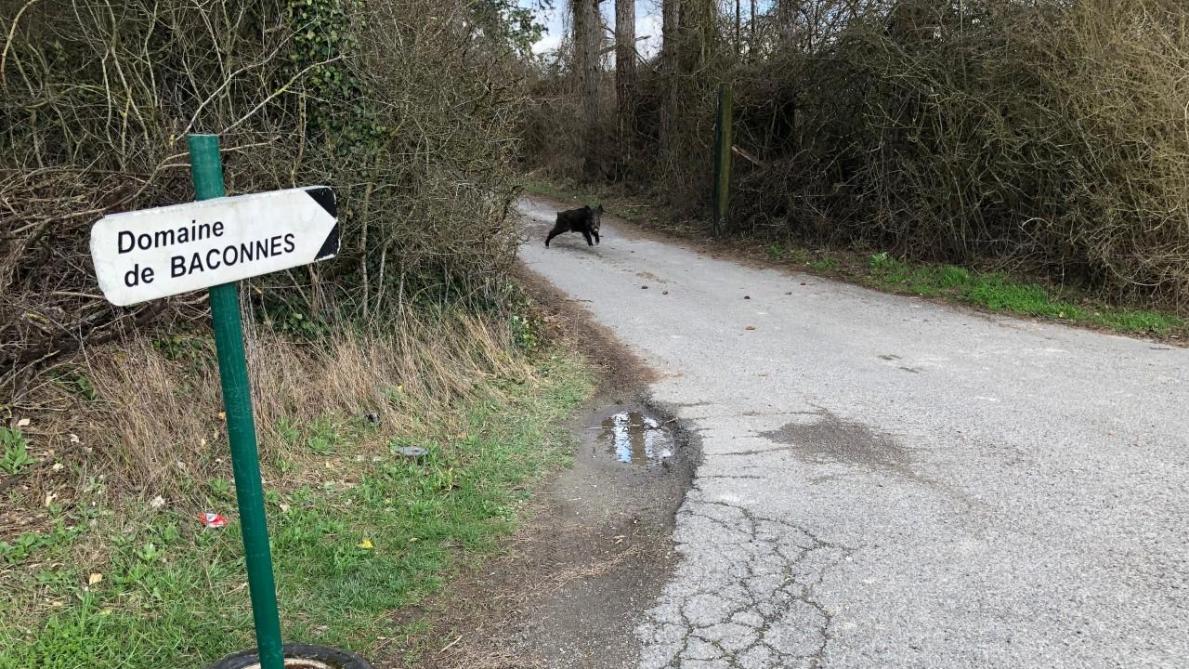 Marne Un Quadragenaire Blesse Dans Un Accident De Chasse A Baconnes