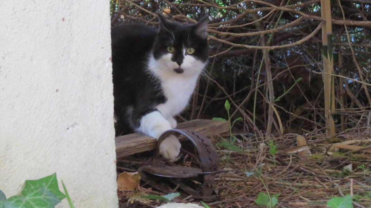 Un piège à chat