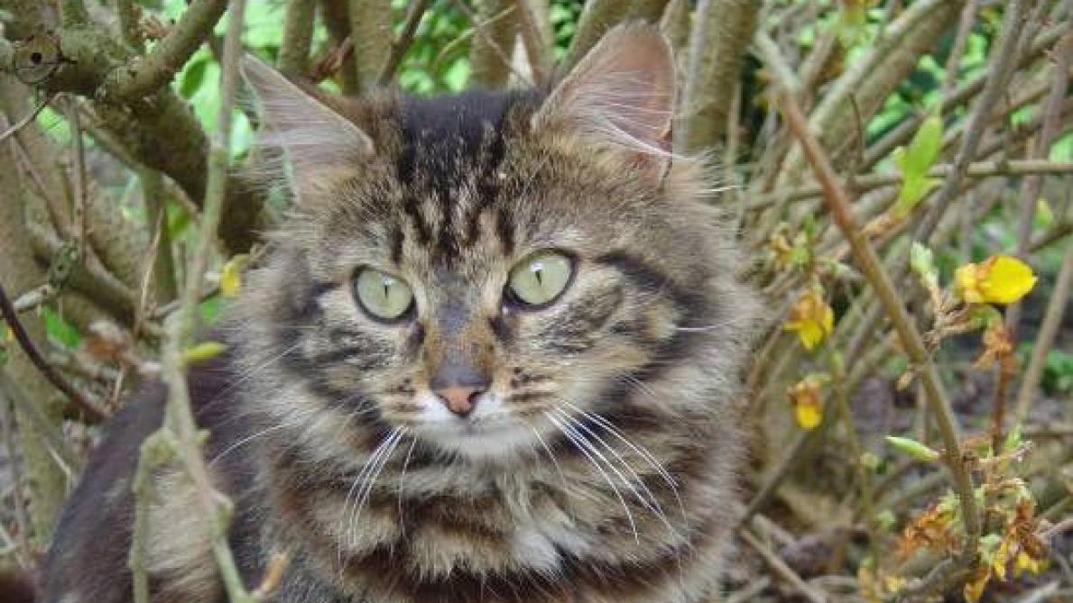 Encore Trois Chats Empoisonnes Pres Du College De Braine
