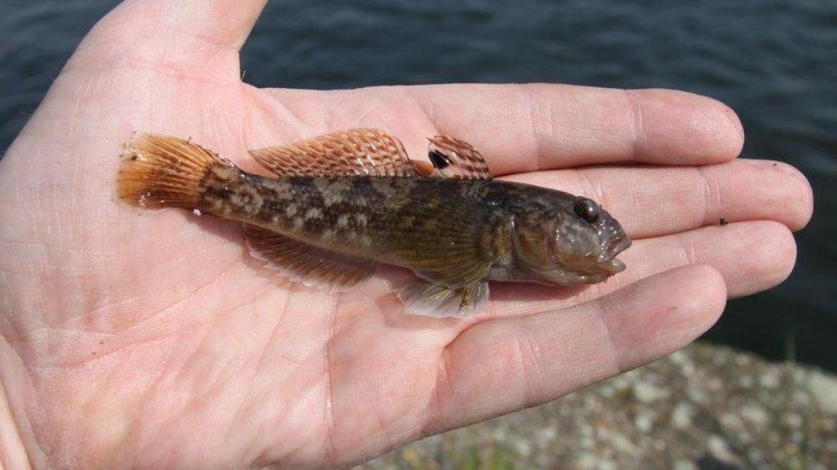 Laffreux Gobie Envahit Les Ardennes