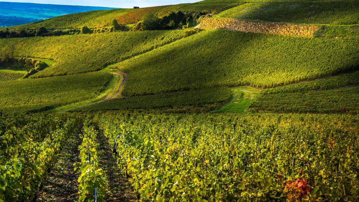 Optimisez votre présence en ligne avec des sites internet sur-mesure, adaptés aux maisons de champagne et aux vignerons.