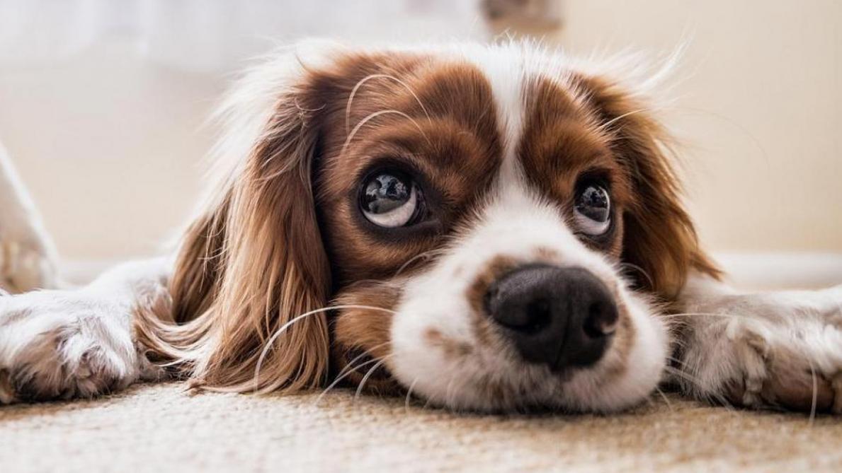 30 millions du0027amis contre une «usine à chiens» aux portes de lu0027Aube