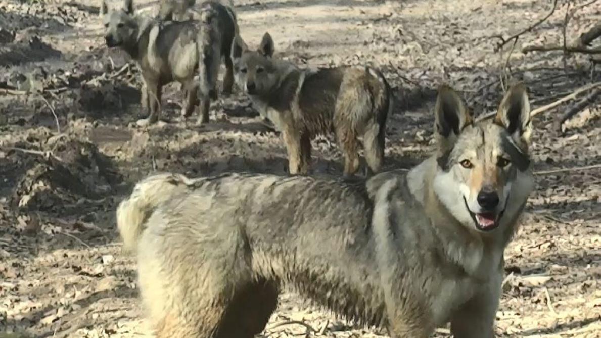 Non, il nu0027y a pas une meute de loups dans lu0027Aube