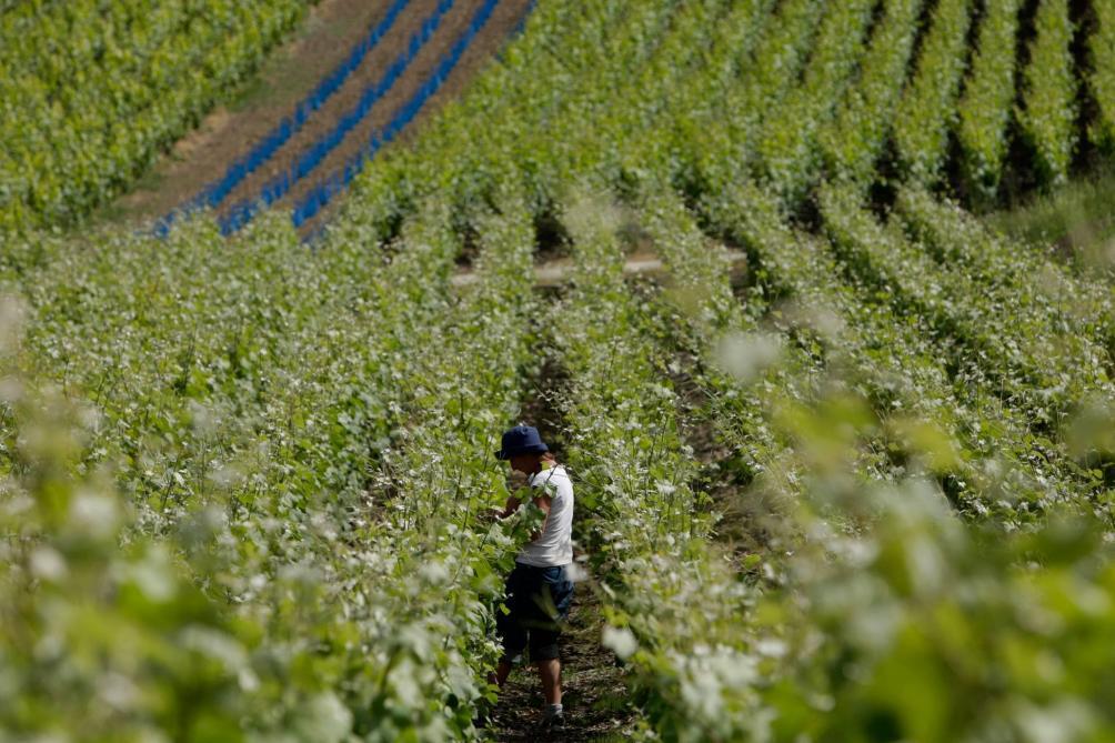 Faut Il Craindre Les Saints De Glace Dans Le Sud De L Aisne