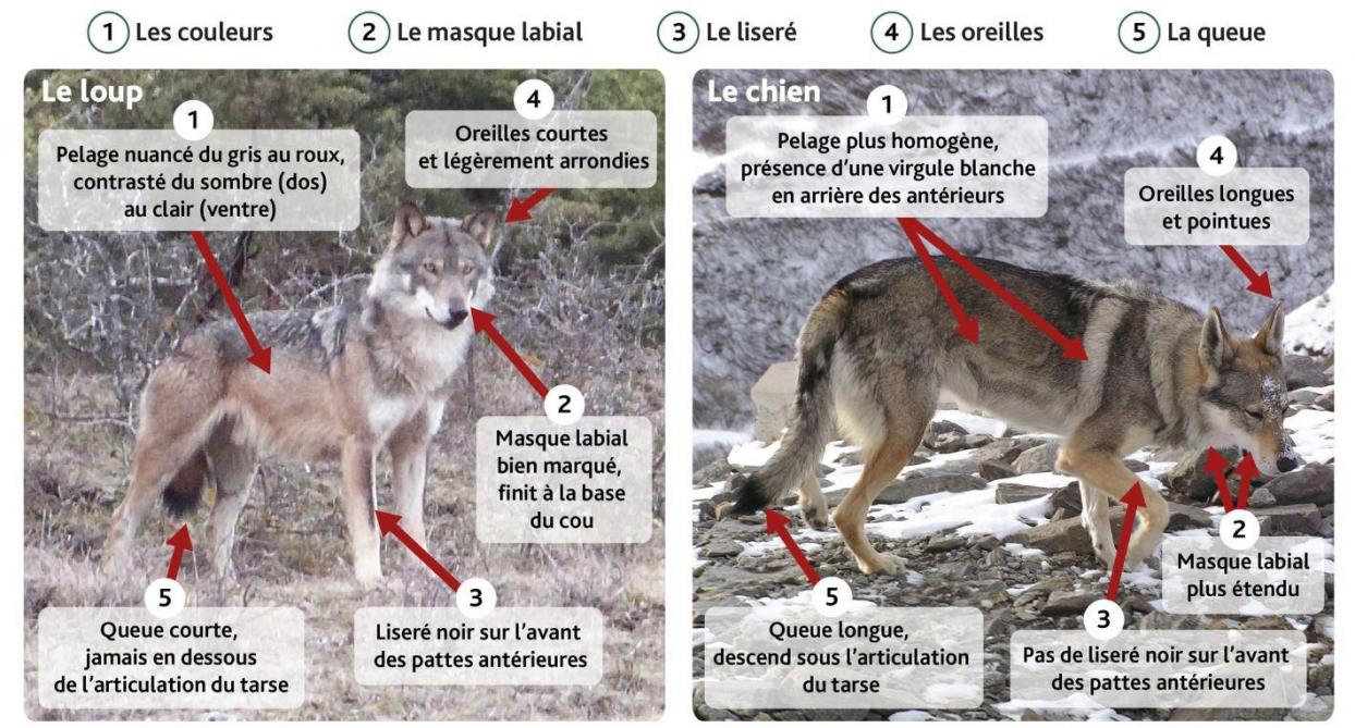 Un Loup A T Il été Aperçu Dimanche Entre Pithiviers Et