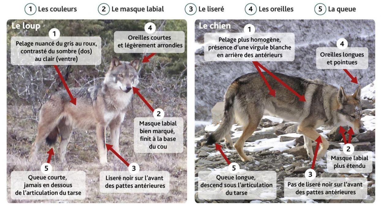 Voici Cinq Critères Pour Bien Distinguer Un Loup Dun Chien