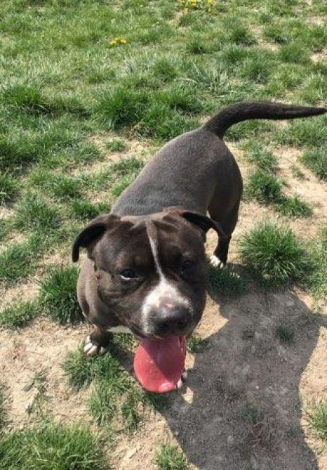 Le Chien Vole Au Refuge De Reims Retrouve A La Neuvillette Situé à la porte d'entrée du parc national des ecrins, le chalet refuge du pré de madame carle est un tremplin pour venir découvrir ce. le chien vole au refuge de reims