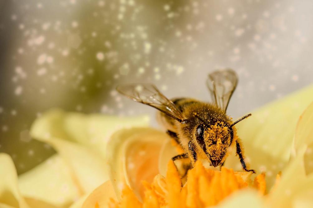 Site unique de rencontre d’abeilles