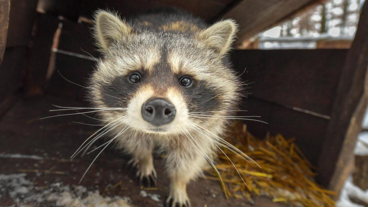 Un Envahisseur Nomme Raton Laveur Dans Le Revinois Un Envahisseur Nomme Raton Laveur Dans Le Revinois