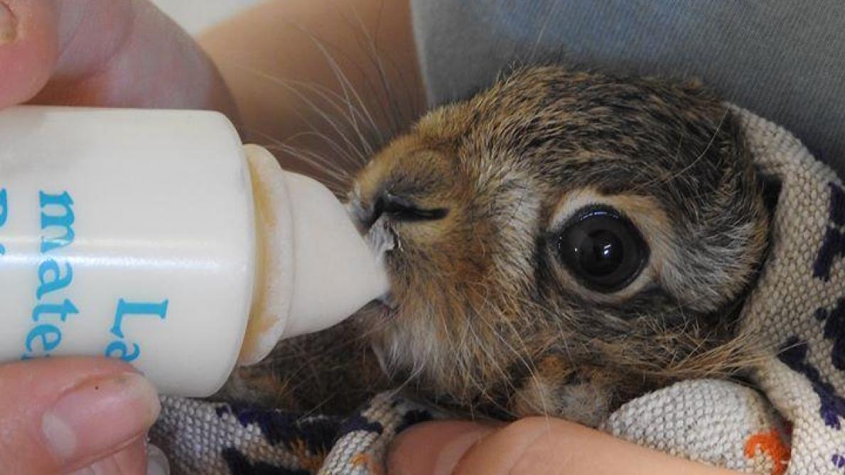 Que Faire Si Vous Decouvrez Un Petit Animal Sauvage Abandonne