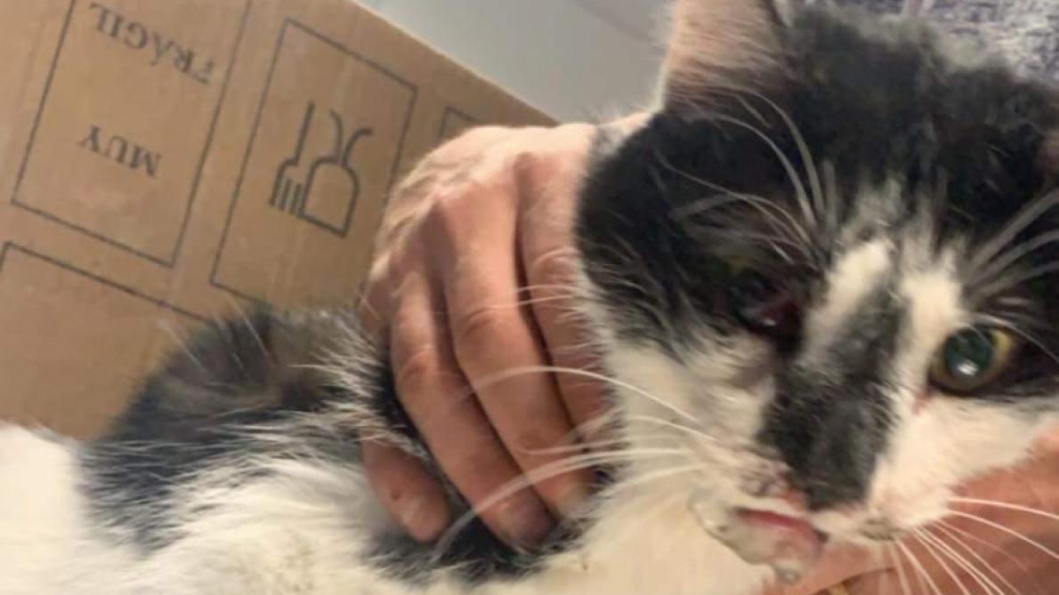 Saint Quentin Un Chat Euthanasie Apres Avoir Ete Martyrise Saint Quentin Un Chat Euthanasie Apres Avoir Ete Martyrise