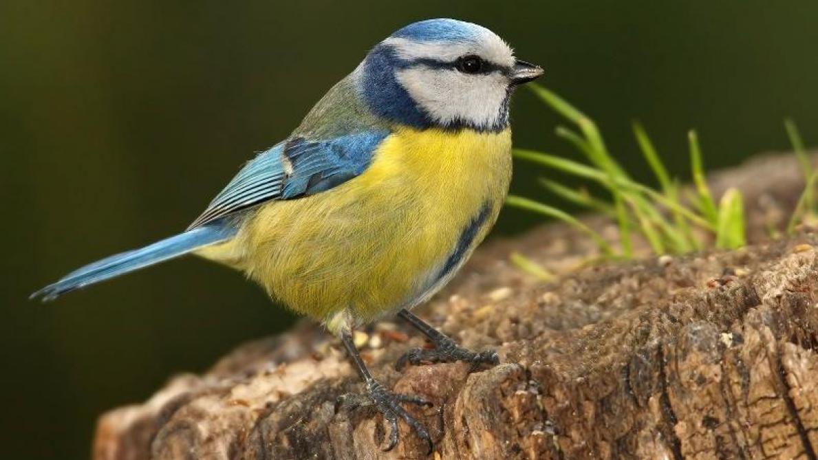 Les 25 Et 26 Mai On Compte Les Oiseaux Dans Nos Jardins