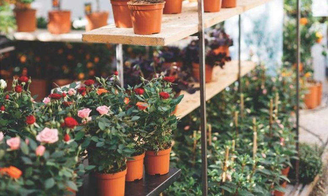 Vente De Plantes Par Maison Bouture Au Boulingrin A Reims