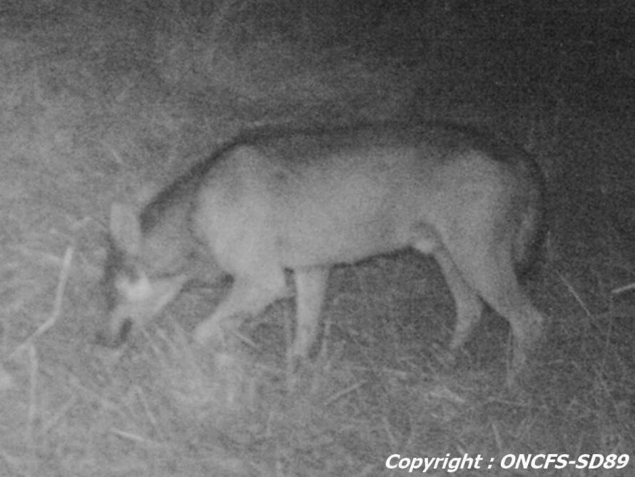 Le Loup Aurait Encore Frappé Au Sud De Laube