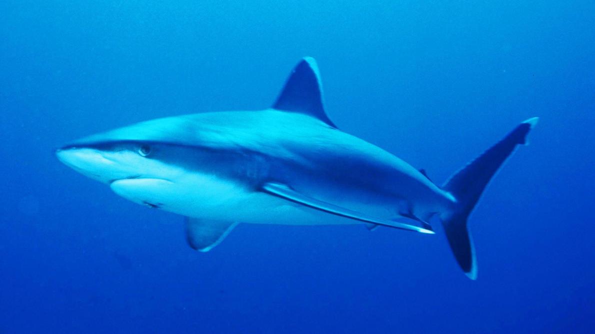 Un père se bat avec un requin et sauve sa fille Un père se bat avec un requin et sauve sa fille