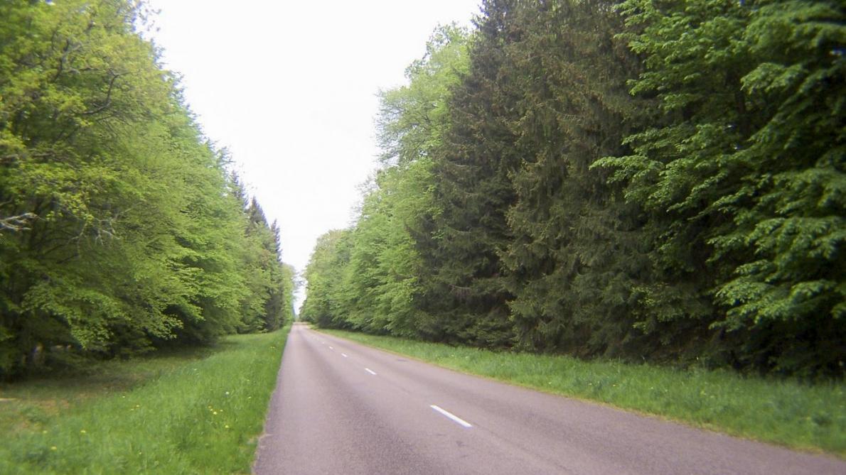 Parc Naturel De La Foret D Orient Des Sapins Coupes En Raison D Un Champignon Parc Naturel De La Foret D Orient Des Sapins Coupes En Raison D Un Champignon