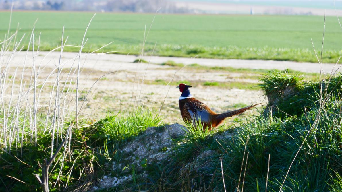 ardennes pourquoi tant de faisans de retour pres des routes