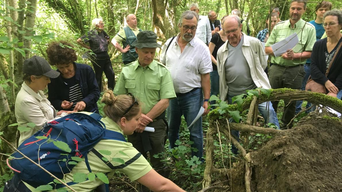 Sous La Forêt De La Montagne De Reims Des Vestiges
