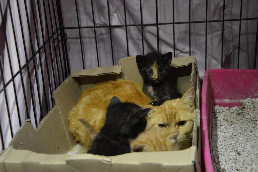 Vingt Quatre Chatons Récupérés En Deux Mois à Braine