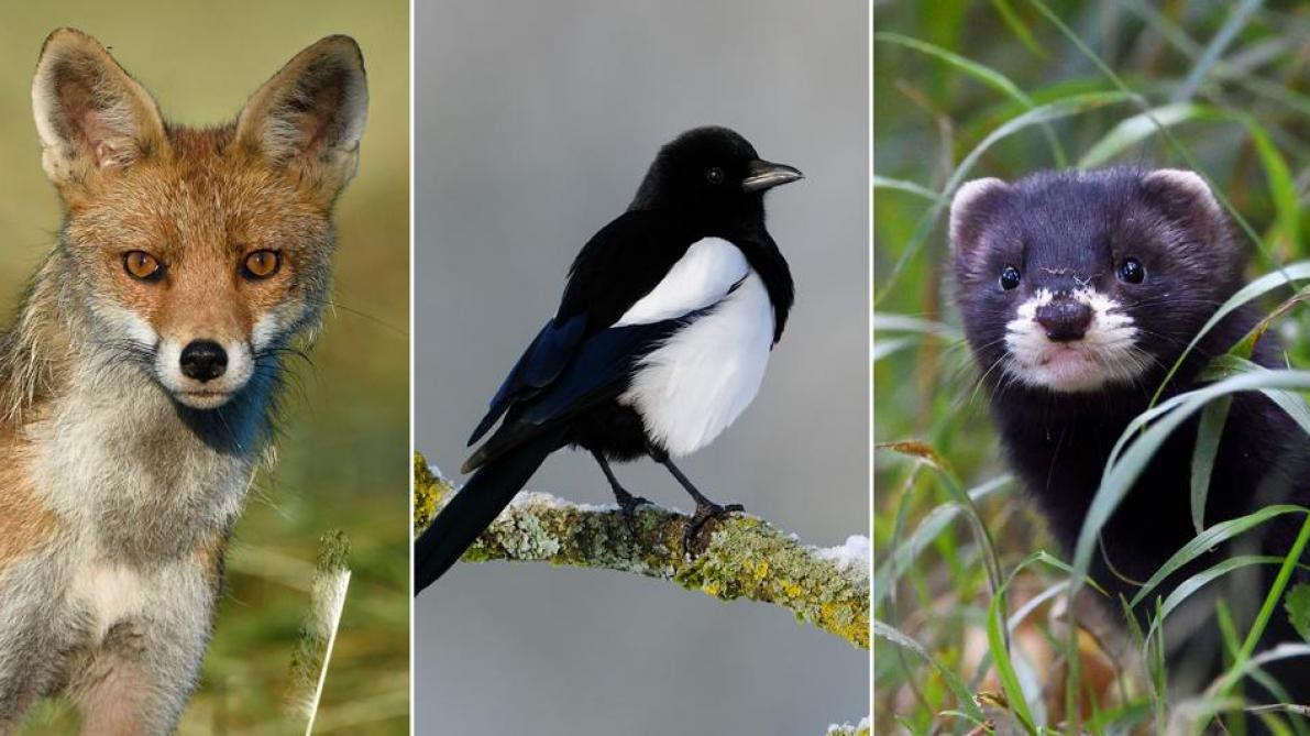 Pies Renards Belettes Des Nuisibles