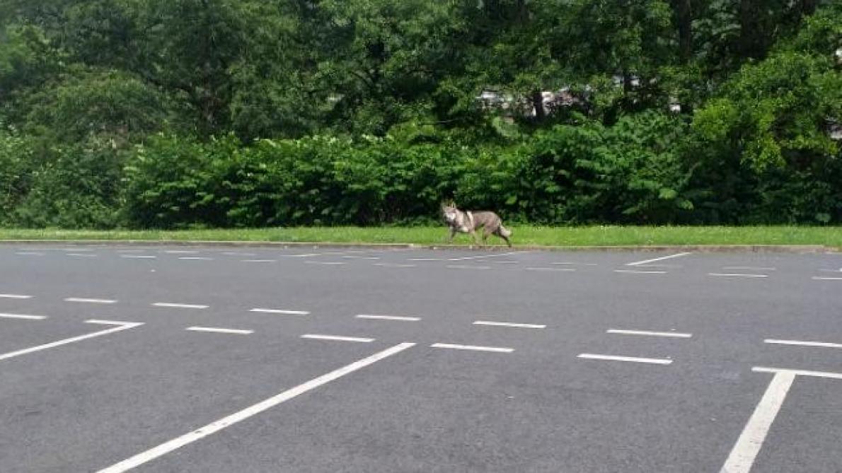 Ardennes Un Chien Loup Pris Pour Un Loup à Nouzonville