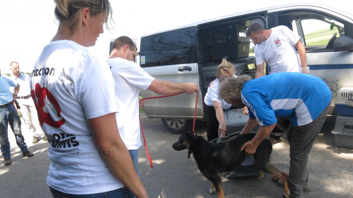 Onze Chiens Et Un Chat En Détresse Sauvés à Chéry Chartreuve