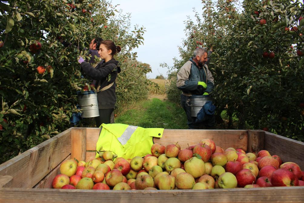 Recolte Des Pommes L Immersion En Question
