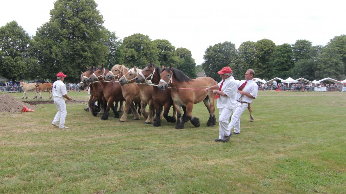 Combien D Employés Au Chateau De Versailles VIDEO-PHOTOS. Une fête du cheval bien en selle à Hargnies