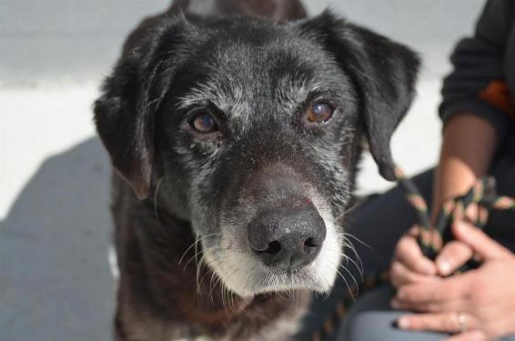 Une Nouvelle Loi En Preparation Contre L Abandon Des Animaux