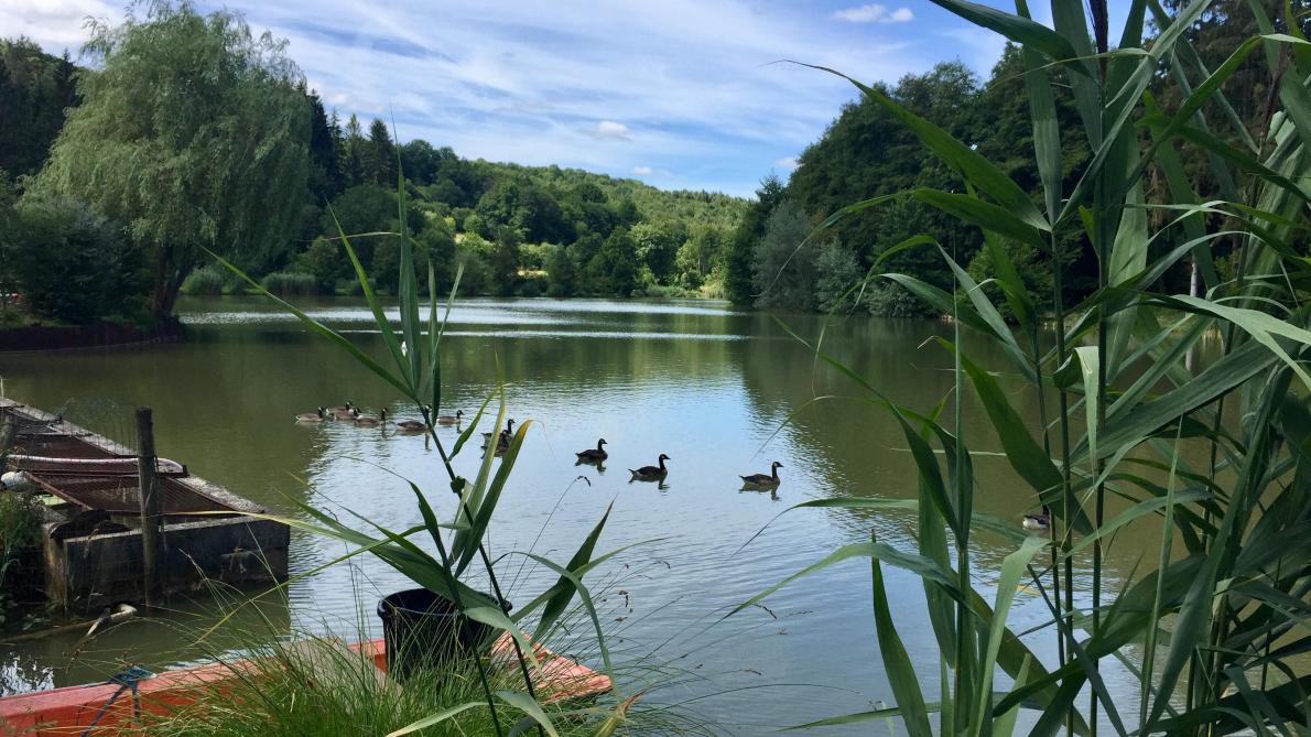 Leur bonheur est dans l'étang