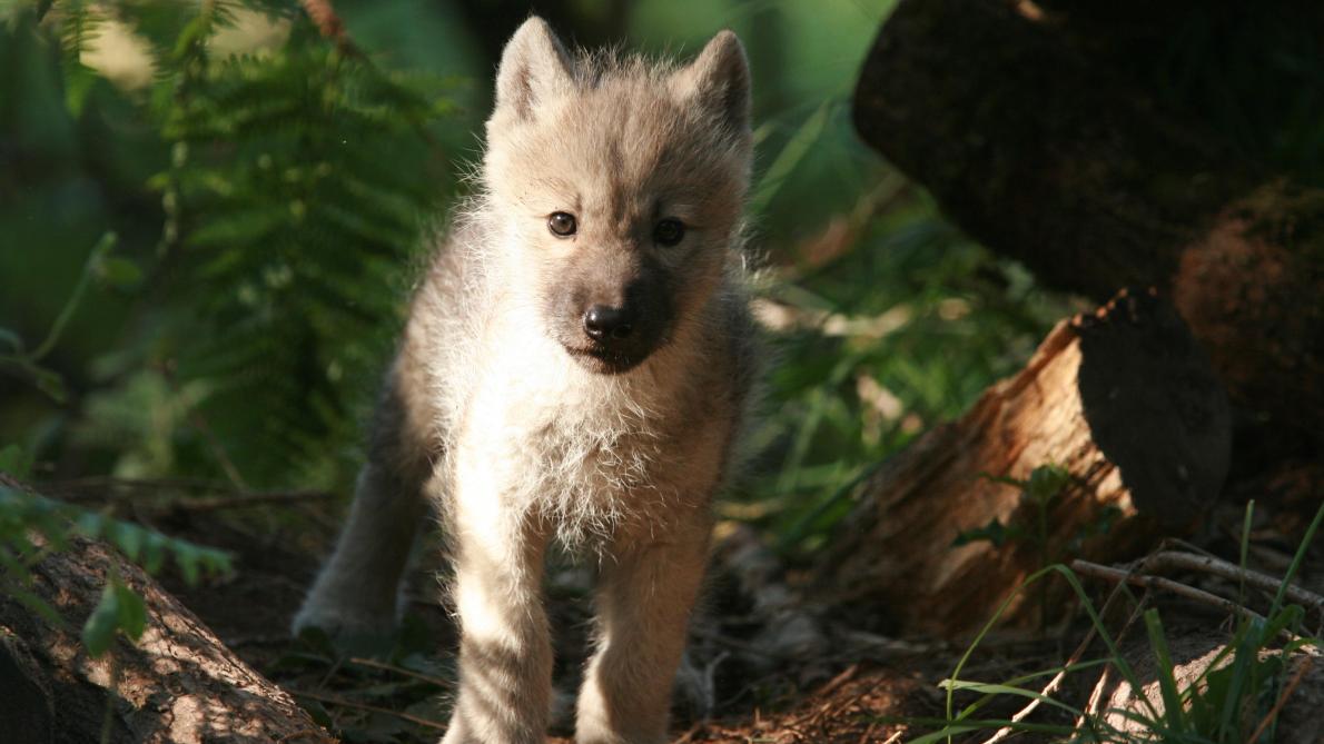 Photos Videos Baby Boom Au Parc Argonne Decouverte D Olizy Primat
