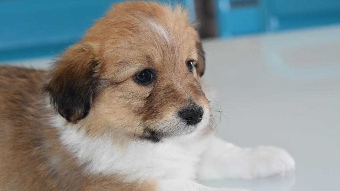 Animaux Première Comparution Pour Un Chien Victime De