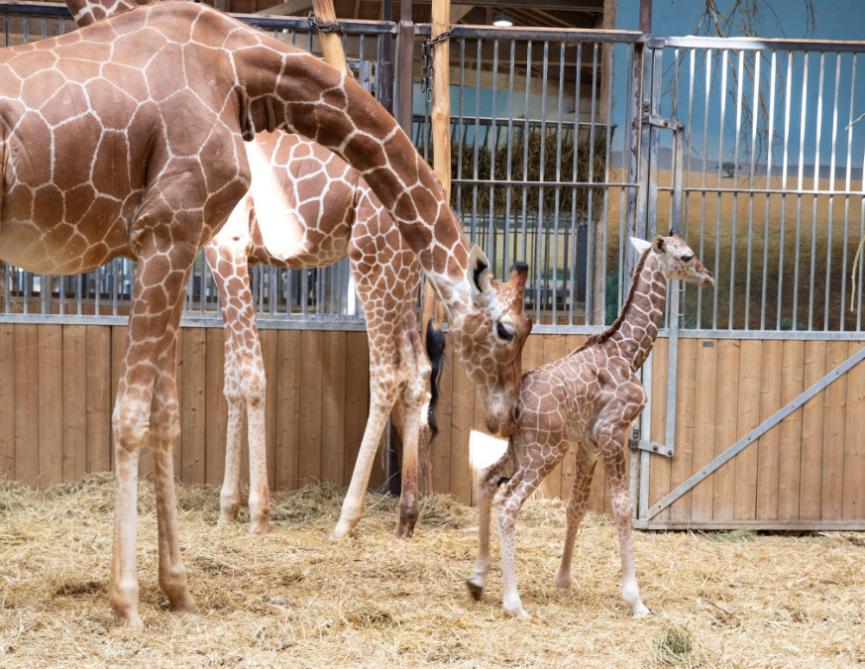 Loir Et Cher Deconfinement Reouverture Du Zooparc De Beauval Radio Intensite