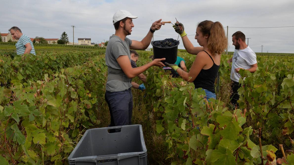 Calendrier Vendanges Champagne 2022