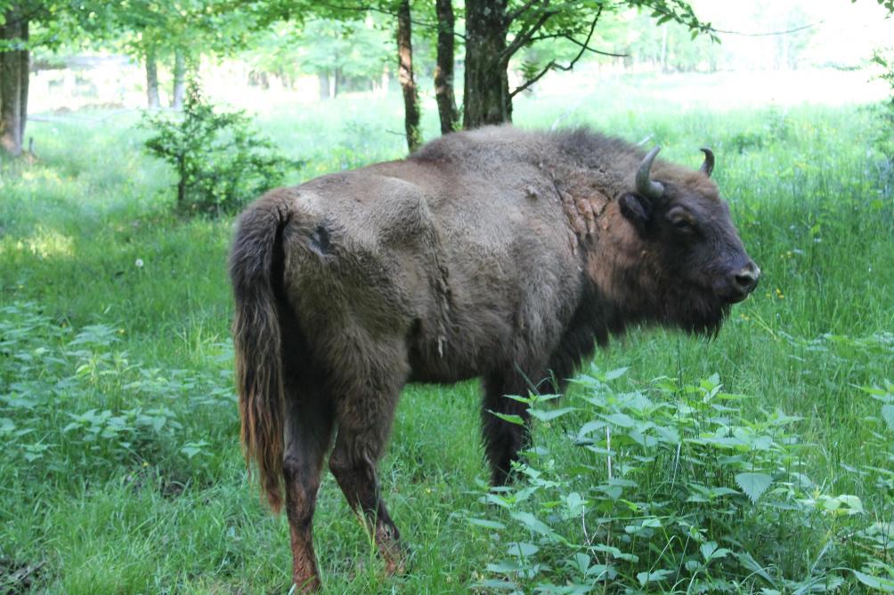 Une fillette est projetée dans les airs par un bison — VIDÉO Une fillette est projetée dans les airs par un bison — VIDÉO
