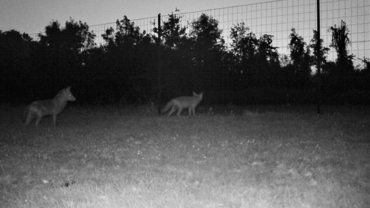 Les Loups Sont Ils Installés Autour De Laon
