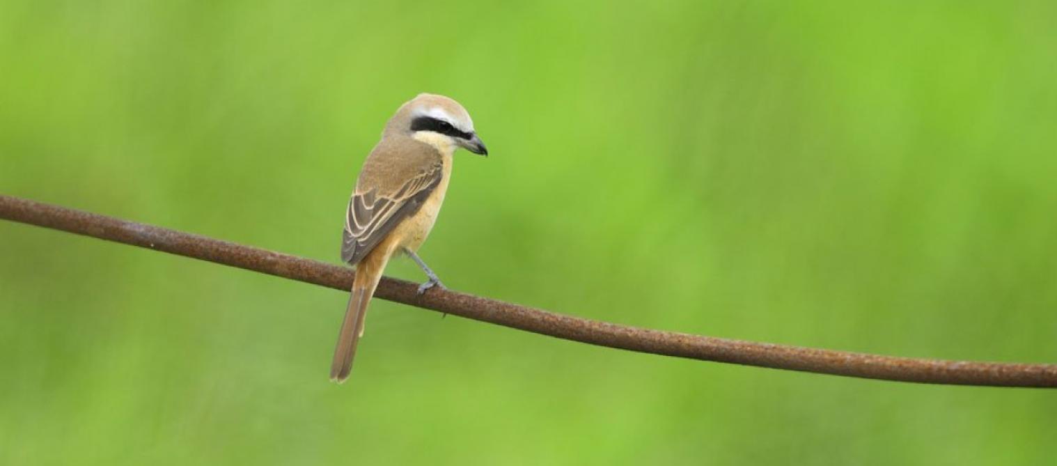 Une Espèce Doiseau Est En Voie De Disparition En France