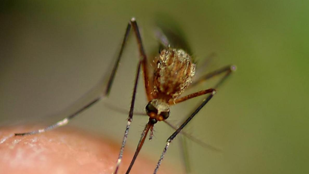 Citronnelle Repulsifs Ultrasons Ce Qui Marche Ou Pas Contre Les Moustiques Citronnelle Repulsifs Ultrasons Ce Qui Marche Ou Pas Contre Les Moustiques