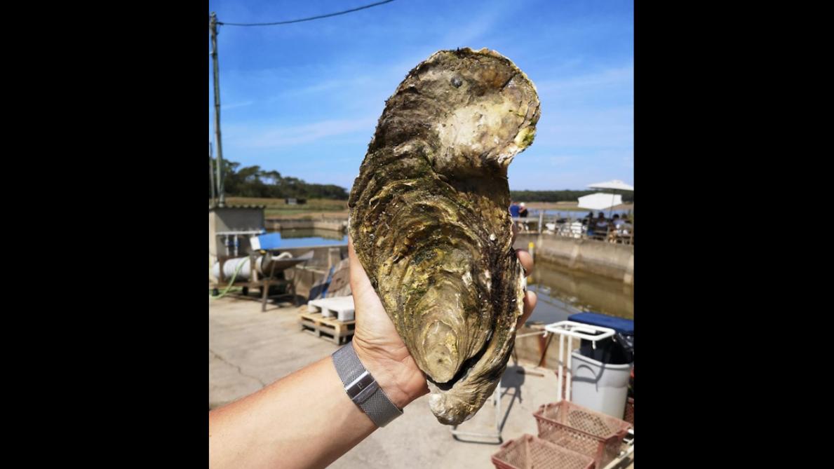Une huître géante de 1,4 kilo a été baptisée Georgette — Découverte Une huître géante de 1,4 kilo a été baptisée Georgette — Découverte