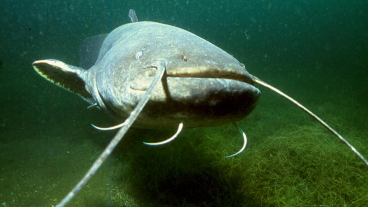 Y a-t-il des sites de rencontre gratuits en dehors de beaucoup de poissons