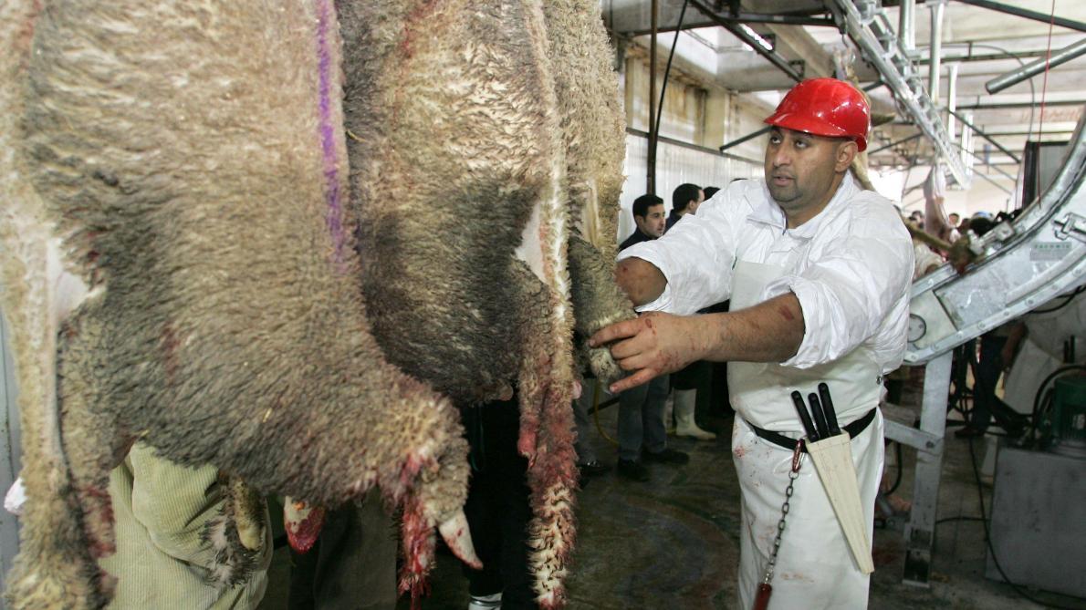 400 moutons égorgés pour l'Aid-El-Kebir à Rethel - Journal ...