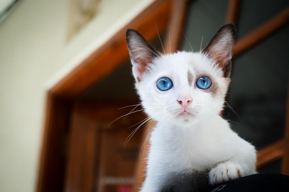 Bientôt un vaccin contre les allergies aux chats