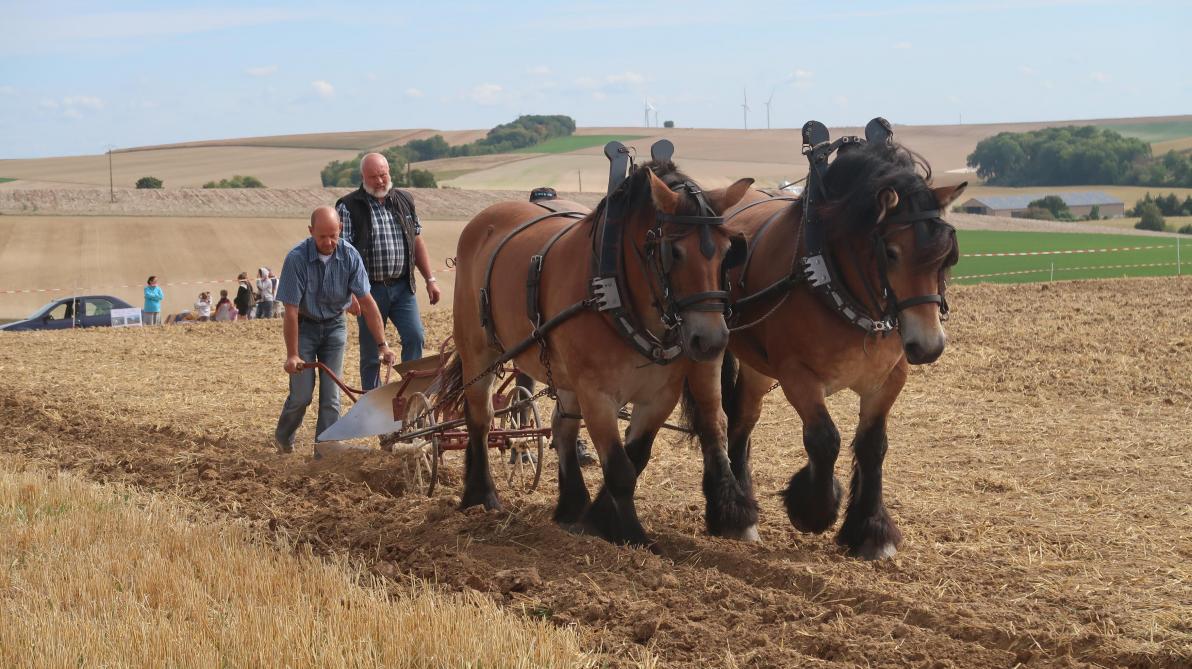 A Banogne Recouvrance Le Cheval De Trait Ardennais Sera A L Honneur Dimanche